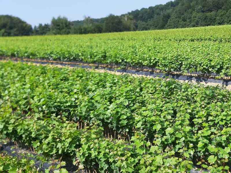 Prodaja sadnica vinove loze i certificirane sadnice | AGROSS d.o.o.