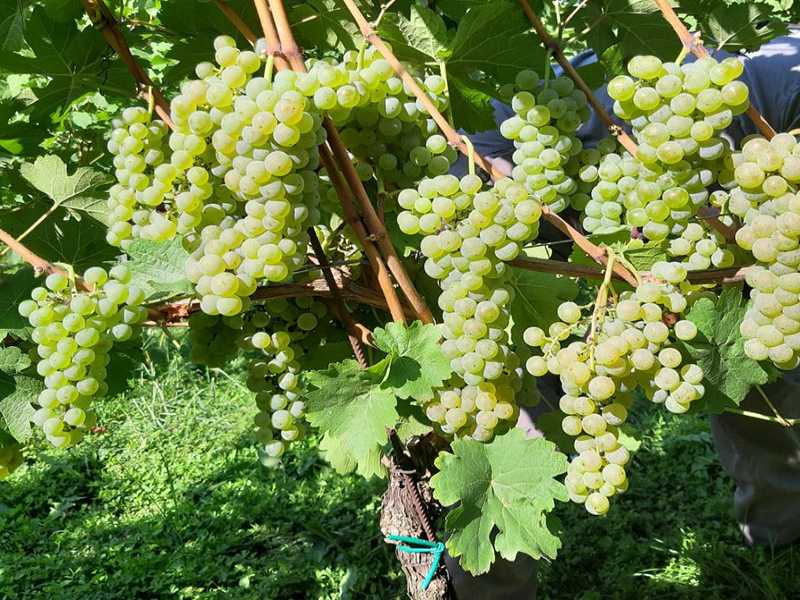 Weinreben-Setzlinge kaufen (Österreich & Deutschland) – zertifizierte Rebenpflanzen von AGROSS
