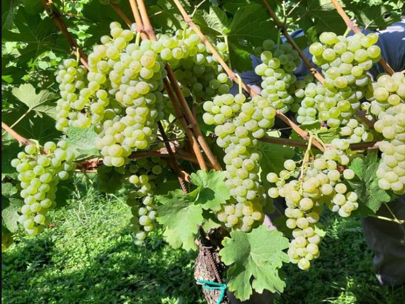 Prodaja sadnica vinove loze